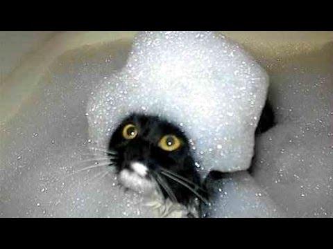 The funniest and most humorous cat videos ever! - Funny cat compilation