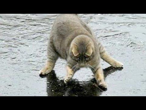 You will LAUGH SO HARD that YOU WILL FAINT - FUNNY CAT compilation